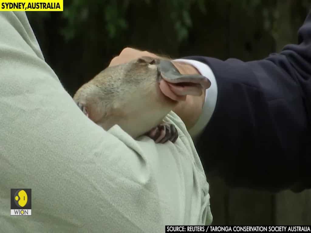 Taronga Zoo to create world-first platypus refuge facility