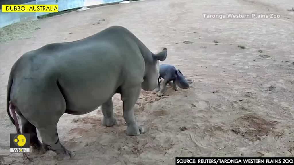 New-born rhino calf takes first wobbly steps in Australian zoo