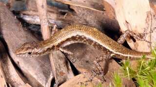 Australia: 13 more species have now gone extinct