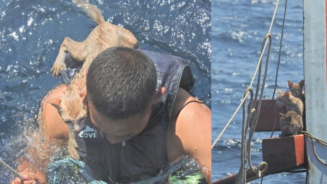 Thai Navy undertakes 'purrfect' rescue to save cats stuck on capsized ...