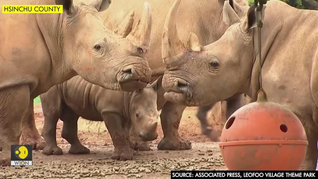 Southern White Rhino to be sent to Japan for breeding programme