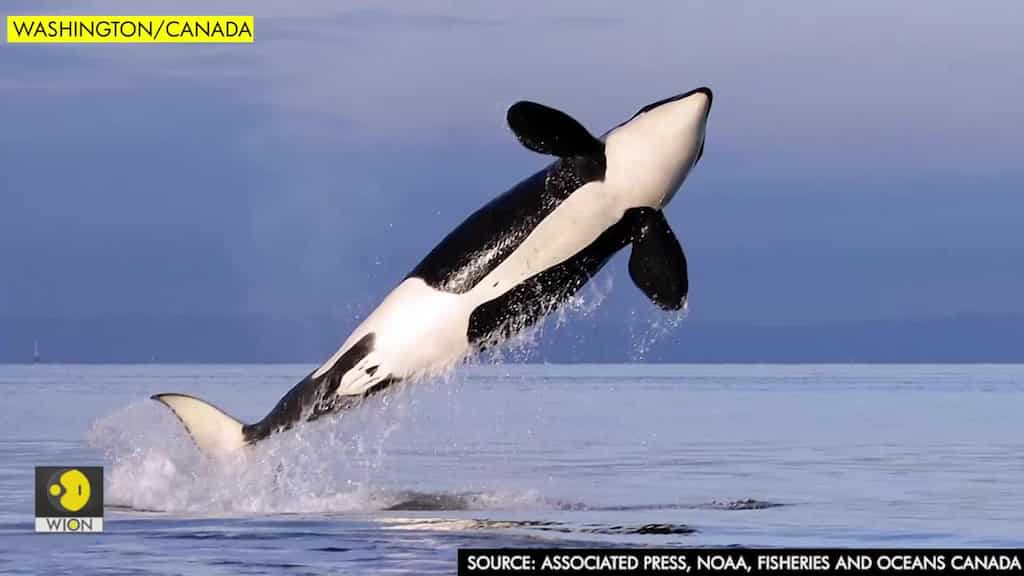Study finds Pacific Northwest orcas eat Chinook