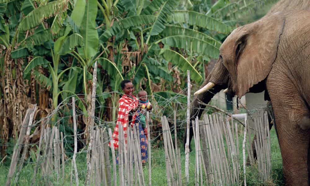 Kenya uses electric fences to protect forests from humans
