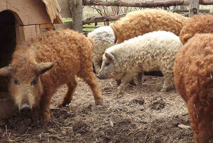 African swine fever threatens Hungarian Mangalica pig