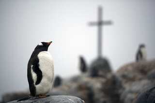World’s one of oldest Humboldt penguins euthanised at Oregon zoo in US  