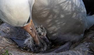 World's oldest bird hatches chick at the age of 70