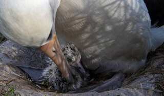 World's oldest bird hatches chick at the age of 70