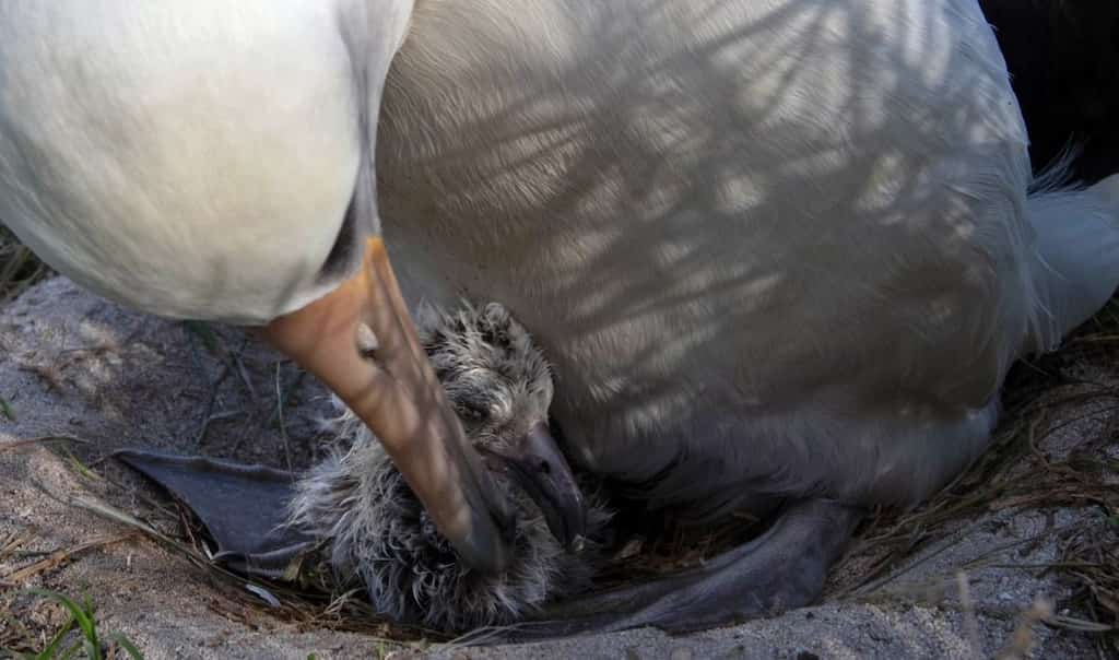 World's oldest bird hatches chick at the age of 70