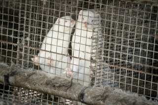 Minks culled over coronavirus in Denmark said to be polluting environment