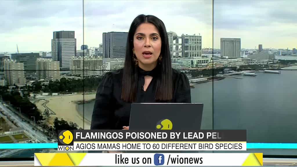 Dozens of Flamingo poisoned in Greece