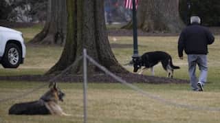Biden's dogs reportedly returned to Delaware after 'biting incident' at White House