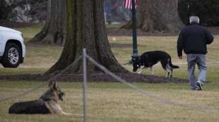 Biden's dogs reportedly returned to Delaware after 'biting incident' at White House