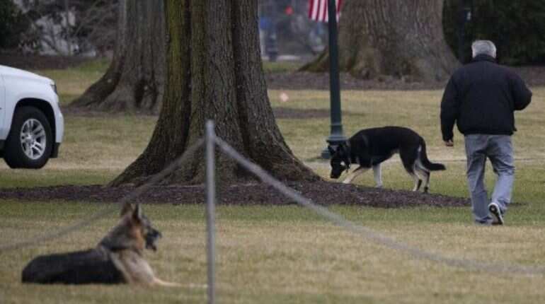 Biden's dogs reportedly returned to Delaware after 'biting incident' at White House