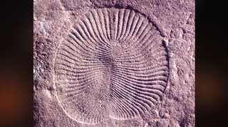 Scientists identify surprising similarities between humans and strange creatures from 550 million years ago