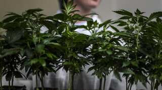Emissions from cannabis production are driving temperatures high