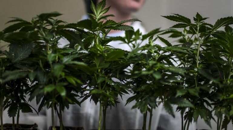 Emissions from cannabis production are driving temperatures high