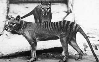 Tasmanian tigers are extinct. Why do people keep seeing them?