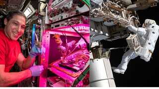 NASA astronauts harvest Amara mustard & extra dwarf pak choi in space