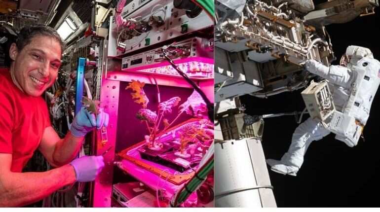 NASA astronauts harvest Amara mustard & extra dwarf pak choi in space
