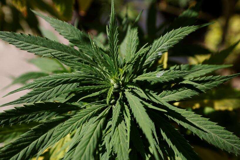 Connecticut legalises recreational marijuana, sales from next May