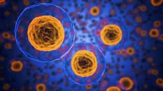 Scientists discover natural protein that stops allergies and autoimmune conditions