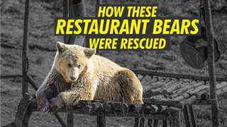 How Kosovo's 'restaurant bears' were rescued