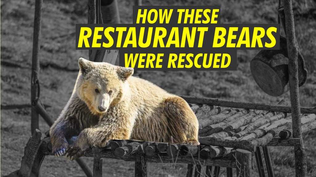 The story of Kosovo's 'restaurant bears'