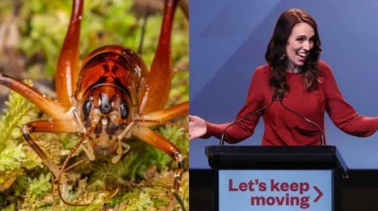 Jacinda Ardern 'very honoured' after large insect species gets her name Jacinda Ardern 'very honoured' after large insect species gets her name