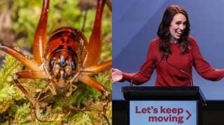 Jacinda Ardern 'very honoured' after large insect species gets her name