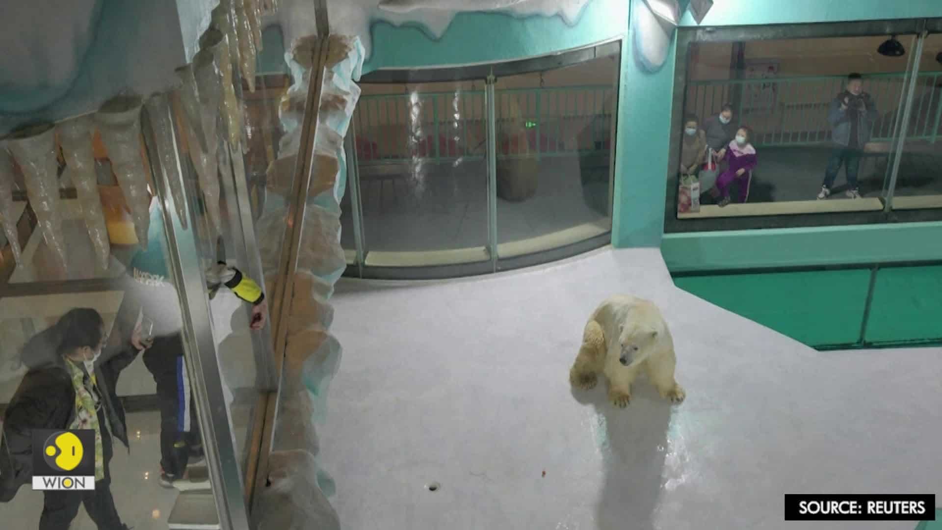 Watch: This hotel in China opened with a private 'polar bear enclosure' for guests