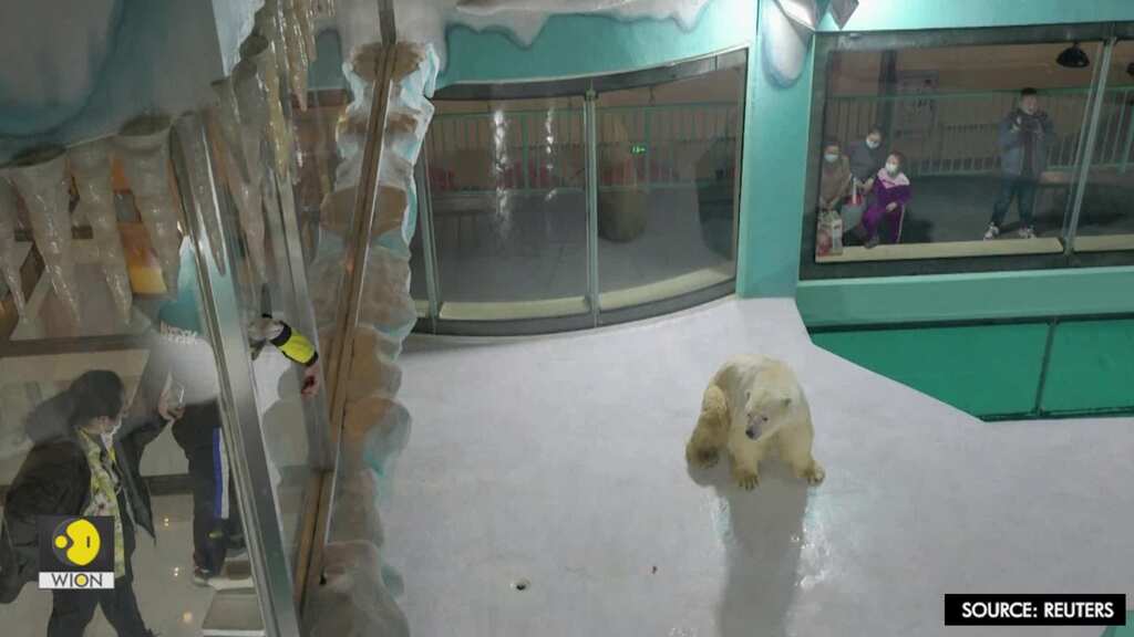 Hotel with a polar bear enclosure opens in China