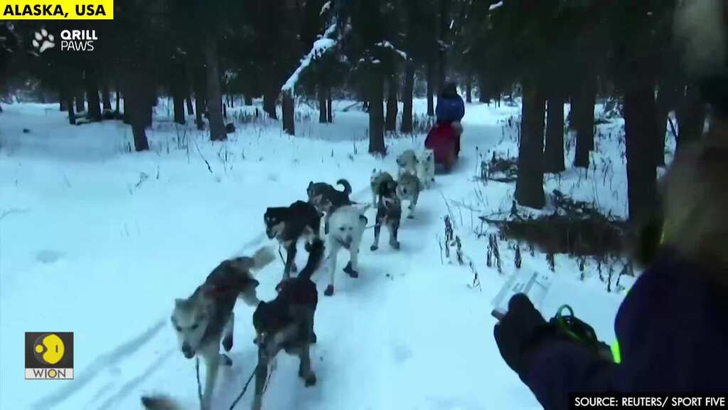 Burmeister leads Iditarod as 2019 champion withdraws
