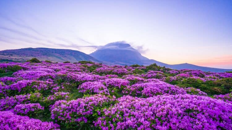 South Korea islands drenched in purple colour draws tourists