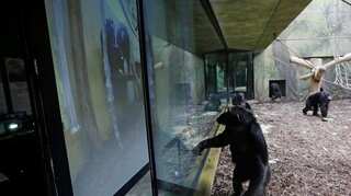 In pics: Video conferencing brings chimpanzees in different zoos closer