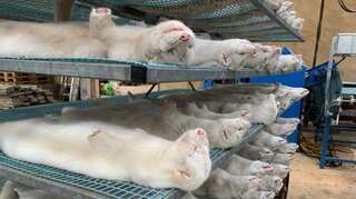Animal activists urge UK to ban fur import from China over animal abuse allegations