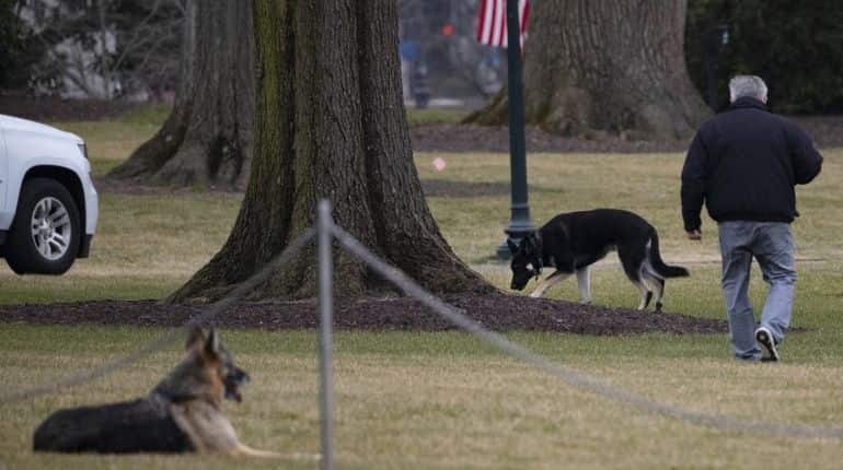 A good boy again: Biden's dog to return to the White House 