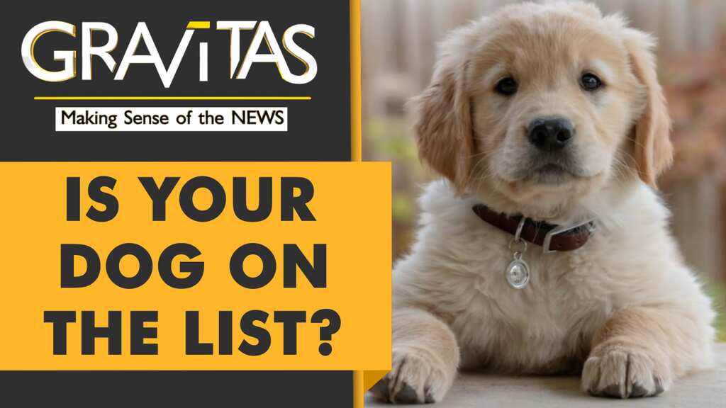 Gravitas: America's Top Dogs of 2020