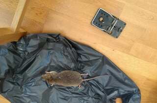 London grapples with lockdown rodent problem