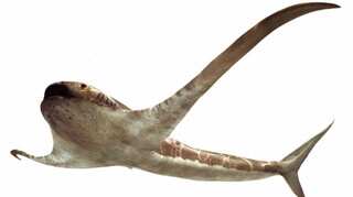 Fossils of 'bizarre' shark with wing-like fins from 93 million years ago found in Mexico