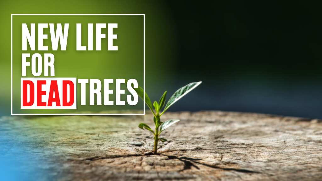 NGO gives dead and dying Hong Kong trees a second life