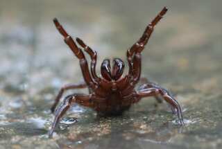 Spiders 'fly' using electric field, you are allowed to be scared and ask 'WHY'?