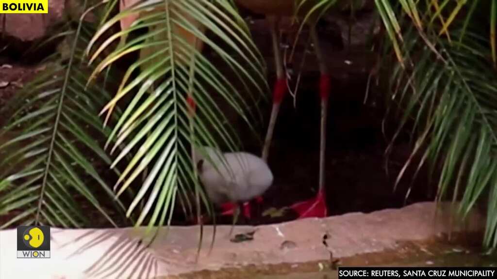Bolivian zoo welcomes second Andean flamingo born in captivity