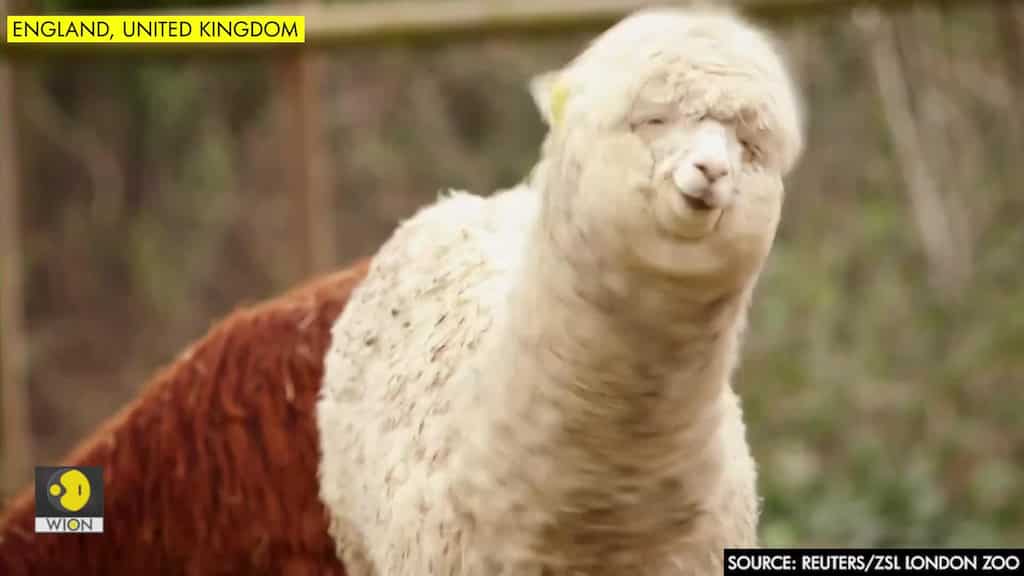 Alpacaccino or Cookie? Names wanted for new London zoo residents