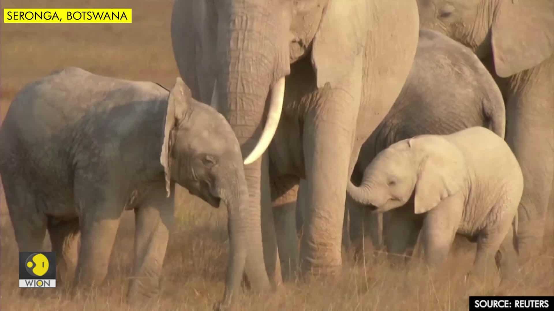 Environmentalists raise concern as African elephants see massive decline Environmentalists raise concern as African elephants see massive decline