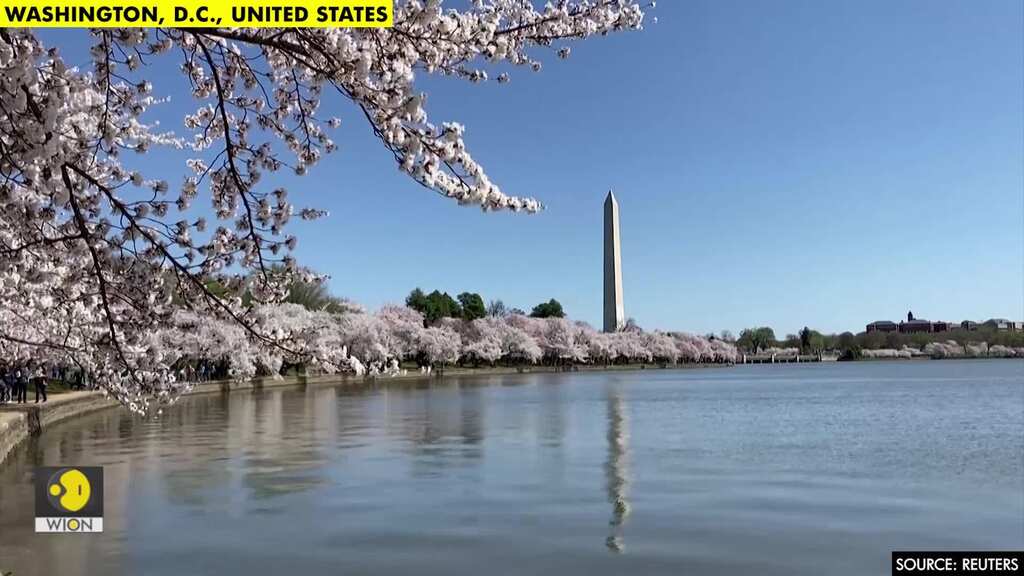 Washington cherry blossoms hit peak bloom without peak crowds
