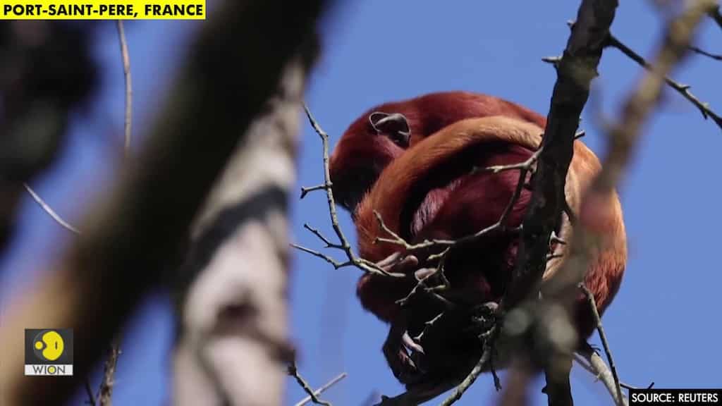 French zoo welcomes baby red howler monkey to the world