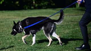 Major Biden, the presidential dog bites again!