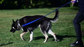 Major Biden, the presidential dog bites again!