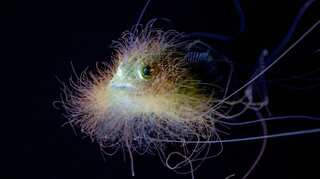 The ocean’s youngest monsters are ready for glamour shots