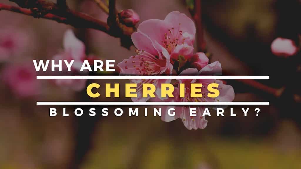 Climate change causing early blossoming of Japan's cherries